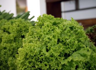 BioRózsa: lollo saláta az Újpesti Biopiacon